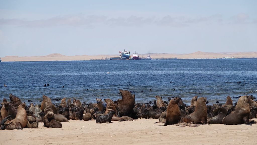 Namib_seals